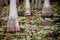 Cypress trees and lily pads