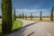 Cypress trees line driveway surrounded by wheat fields in Tuscany, Italy