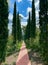 cypress trees lined up in perfect symmetry along a walkway in a Parisian style garden