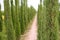 Cypress trees ornamental agriculture