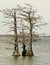 Cypress Trees in Reelfoot Lake, Tennessee