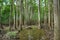 Cypress Trees reflecting in Water in Congaree National Park