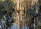Cypress Trees Reflecting On The Water Of Sweetwater Strand in Everglades National Park