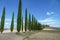 Cypress Trees rows on road