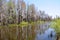 Cypress Trees Standing on Edge of Florida Pond