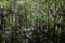 Cypress Trees Swamp