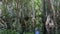 Cypress Trees, Swamp, Big Cypress National Preserve, Florida