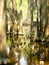 Cypress Trees in Swamp with Exposed Knees