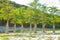 Cypress trees with thick trunks on Lake Sukko in southern Russia. Travel and tourism.