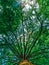 Cypress Vibrant Emerald Endless Branches