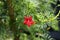 Cypress vine, cypressvine morning glory or cardinal creeper, Ipomoea quamoclit