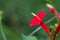 Cypress vine flower, Red, Ipomoea quamoclit or Ganesh Vel