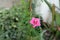 Cypress vine with star-shaped red flower