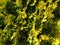 Cypress, yellow cultivar, Close-up of a needle tree, natural phototexture