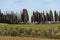 Cypresses