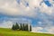 Cypresses on a hill in a summer day