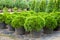 Cypresses plants in pots on nursery