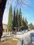 Cypresses on the streets of Sighnaghi in Georgia