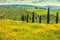 Cypresses on sunny flower fields on rolling hills in Tuscany, Italy