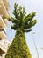 Cypresses tree, green tree decor in the street. Bottom view