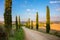 Cypresses Trees and ground road - Tuscany rural