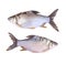 Cyprinidae or Silver barb is in the freshwater fish on white background.