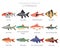 Cyprinids. Freshwater aquarium fish icon set flat style isolated on white