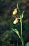 Cypripedium calceolus