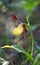 Cypripedium calceolus