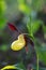 Cypripedium calceolus