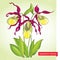 Cypripedium calceolus or Lady\'s slipper orchid on the light green background. Ornate flowers and leaves.