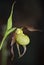 Cypripedium Hank Small Orchid