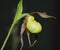 Cypripedium Hank Small Orchid