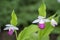 Cypripedium reginae wonderful garden ornamental orchid flower, pink and white flowering plant