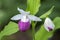 Cypripedium reginae wonderful garden ornamental orchid flower, pink and white flowering plant