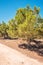 Cyprus Ayia Napa, Cape Greco peninsula, pine tree grove, road on kavo Greco in national forest park