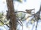 Cyprus Crossbill, Loxia curvirostra guillemardi