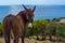 Cyprus donkey