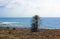 Cyprus Island sea coast. Palm tree on rocky beach