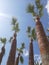 Cyprus. Tall pot-bellied palms warm their leaves in the sun