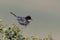 Cyprus warbler, Sylvia melanothorax