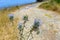 Cyprus wild spiky plant with flowers.