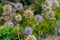 Cyprus wild spiky plant with flowers