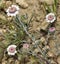 Cyprus Woolly Chamomile