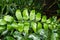 Cyrtomium Falcatum Fern Plant