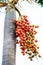 Cyrtostachys renda (Sealing wax palm, Lipstick palm, Raja palm,