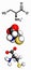 Cysteine (Cys, C) amino acid, molecular model