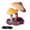 Cystoderma amianthinum parasol, saffron powder-cap, small orange-ochre, or yellowish-brown, gilled mushroom. Edible fungus