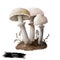 Cystoderma carcharias mushroom closeup digital art illustration. Boletus has off white and pale tinged cap with ring. Mushrooming