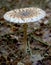 Cystolepiota